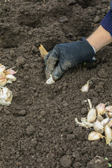 hand planting garlic in spring in fresh earth