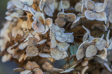 Dried hydrangea flower head covered with morning frost. Frost on branches and flowers. Winter in the garden.