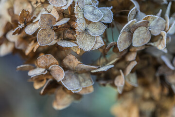 Dried hydrangea flower head covered with morning frost. Frost on branches and flowers. Winter in the garden.
