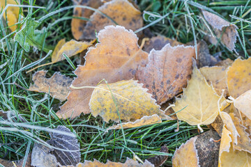 Fallen leaves with white frost, abstract natural background. Frozen foliage on the ground.  Yellow fallen leaf covered with ice and hoarfrost, top view. Late autumn, freezing concept.
