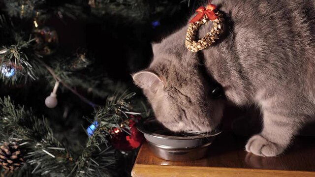 Scottish straight cat, six-month-old kitten eats food for the New Year, Christmas near the festive decorated Christmas tree. Pet on holiday close up in 4K