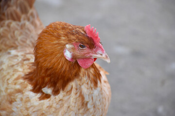 Close up head and neck of a hen, Chicken Head Close-Up