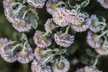 Chrysanthemum flowers close-up in hoarfrost on a blurred background.