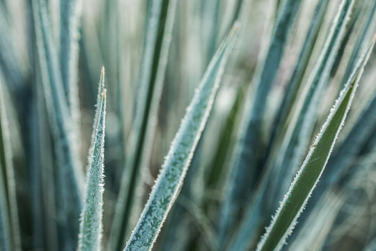 Juka yucca frostbitten garden. Concept of the arrival of winter and the first frosts. Copy space