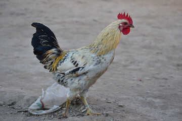 A close-up of a rooster's head and neck