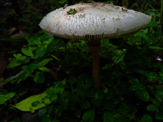 mushroom in the forest