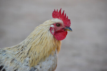 A close-up of a rooster's head and neck