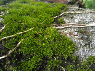 green moss on the tree