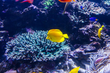 サンゴ礁のキイロハギ