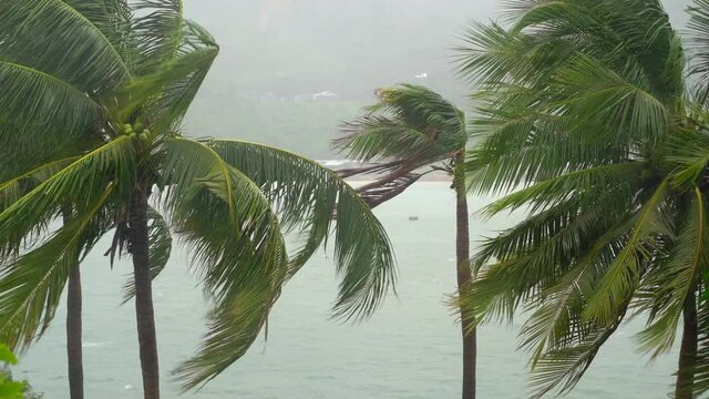 Palm trees under heavy rain and very strong wind. Tropical storm concept