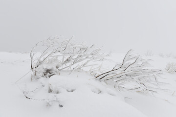 Winter natural minimalism. white haze and a lonely tree in white frost in a snowy meadow. Selective soft focus.