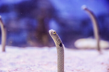 かわいいチンアナゴ