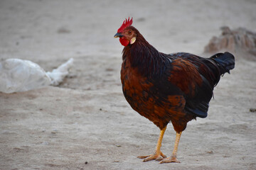 Close up head and neck of a hen, Chicken Head Close-Up