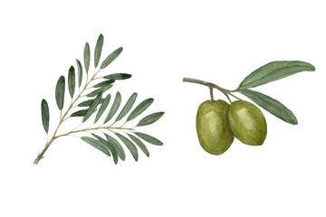 Watercolor illustration of set of olive branches and olives.