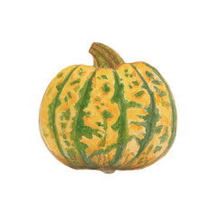 Watercolor hand drawn yellow and green pumpkin llustration.