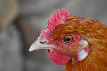 Close up head and neck of a hen, Chicken Head Close-Up