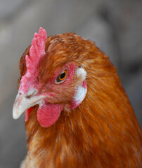 Close up head and neck of a hen, Chicken Head Close-Up