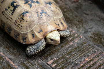 An old turtle with giant shell is moving on stone ground. Animal wildlife in outdoor photo. Selective focus at it's face.