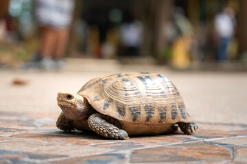 An old turtle with giant shell is moving on stone ground. Animal wildlife in outdoor photo. Selective focus at it's face.