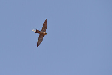 A Korean hawk for hawking