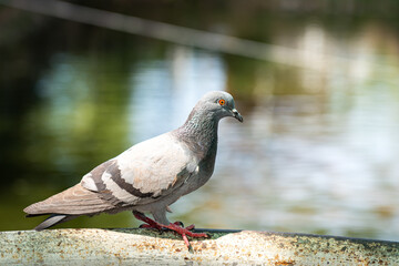 A fatty pigeon or dove bird with red-eye is standing alone on concrete rail with blurred background of water lake in the public park. Animal portrait photo, selective focus at the eye.