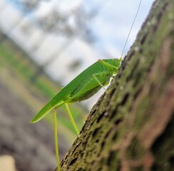 
grasshopper on the tree