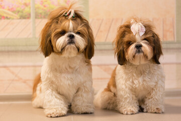 Two cute identical shih tzu dogs with bows posing for the camera. The dogs sit together.