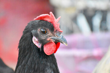 Close up head and neck of a hen, Chicken Head Close-Up