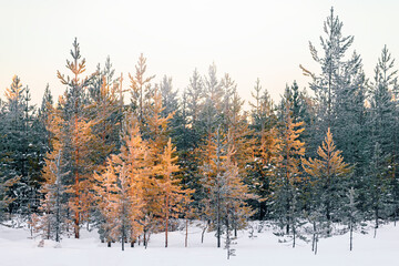 Fototapeta na wymiar Young pine trees are illuminated by sunbeams at dawn in winter in the forest.
