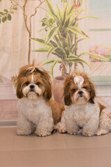 Two cute identical shih tzu dogs with bows posing for the camera. The dogs sit together.
