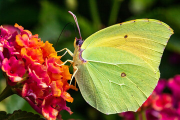 
Detailed Side View of a Brimstone Butterfly (Gonepteryx rhamni) Feeding on a Bright Garden Flowers on a Warm Summer Day. Baia Sardinia, Sardinia, Italy.