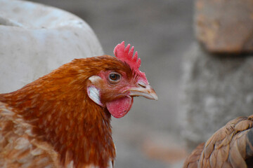 Close up head and neck of a hen, Chicken Head Close-Up
