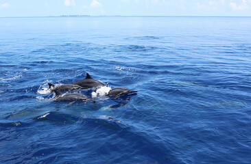 Fototapeta premium Dolphins jumping in the ocean at Maldives. View from the boat.