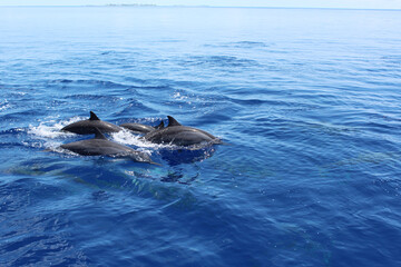 Fototapeta premium Dolphins jumping in the ocean at Maldives. View from the boat.