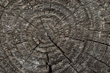 Wooden pattern of a slice of the old rotten timber