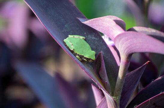 A little green treefrog rests contently on the purple leaf of a wandering jew plant in Missouri. Bokeh effect draws attention to the detail of the frog.