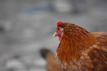 Close up head and neck of a hen, Chicken Head Close-Up