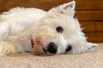 West highland white Terrier lying on the carpet. Close up.