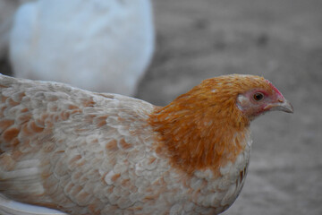 Close up head and neck of a hen, Chicken Head Close-Up