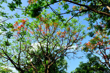 Delonix regia