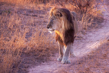 Lion marchant dans la savane au petit matin