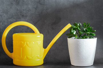 Yellow watering can and flower in pot on gray background. Houseplant care concept. Trendy colors 2021 - Ultimate gray and illuminating.