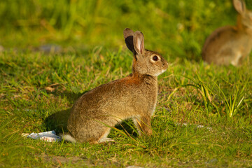 Naklejka na ściany i meble Rabbit in the field on the grass