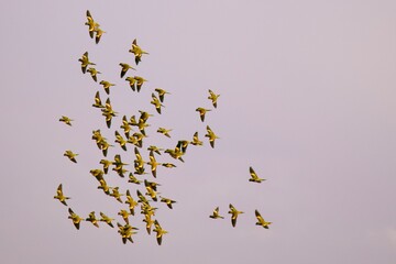 birds in the sky