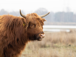 highland cow in winter