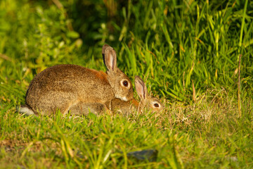 Rabbit in the field on the grass