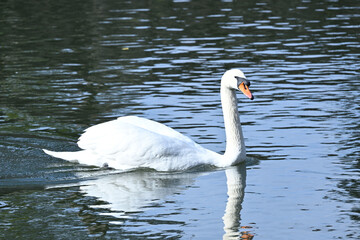 swan on the water