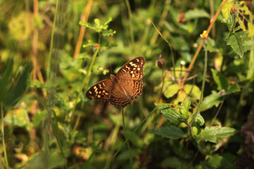 butterfly on flower