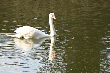 swan on the water