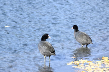 country goose on the water
